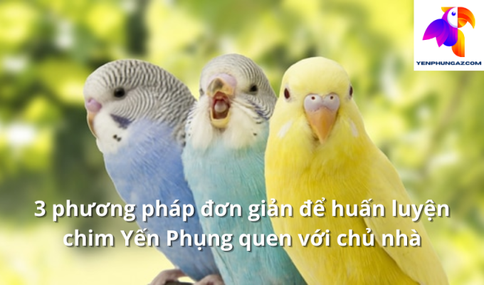 3 phương pháp đơn giản để huấn luyện chim Yến Phụng quen với chủ nhà