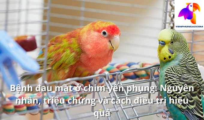 Bệnh đau mắt ở chim yến phụng: Nguyên nhân, triệu chứng và cách điều trị hiệu quả