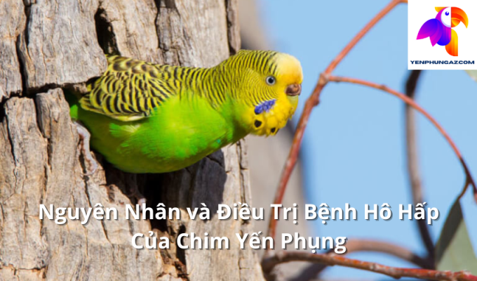 Nguyên Nhân và Điều Trị Bệnh Hô Hấp Của Chim Yến Phụng