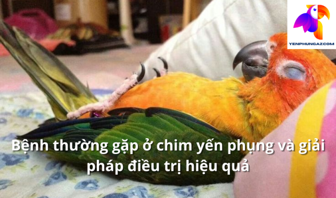 Bệnh thường gặp ở chim yến phụng và giải pháp điều trị hiệu quả