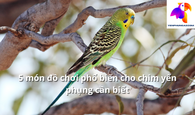 5 món đồ chơi phổ biến cho chim yến phụng cần biết