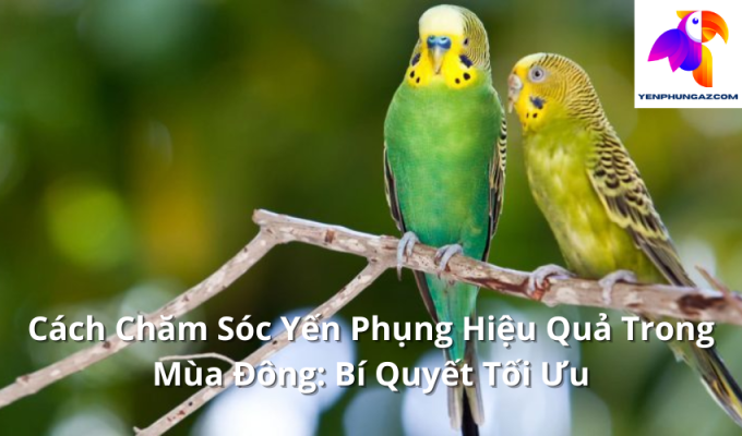 Cách Chăm Sóc Yến Phụng Hiệu Quả Trong Mùa Đông: Bí Quyết Tối Ưu