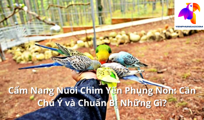 Cẩm Nang Nuôi Chim Yến Phụng Non: Cần Chú Ý và Chuẩn Bị Những Gì?