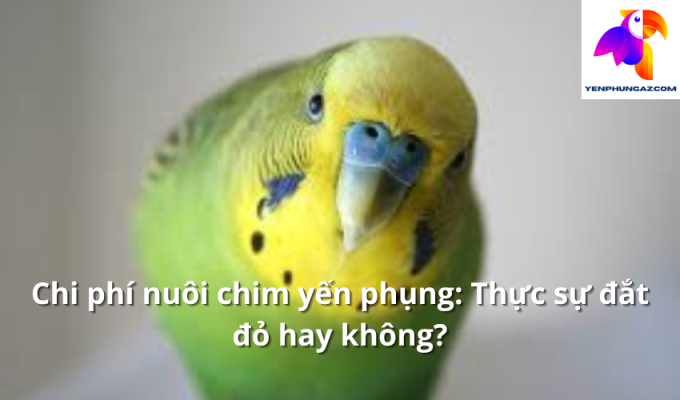 Chi phí nuôi chim yến phụng: Thực sự đắt đỏ hay không?