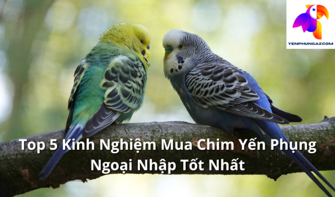 Top 5 Kinh Nghiệm Mua Chim Yến Phụng Ngoại Nhập Tốt Nhất