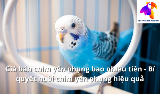 Giá bán chim yến phụng bao nhiêu tiền - Bí quyết nuôi chim yến phụng hiệu quả