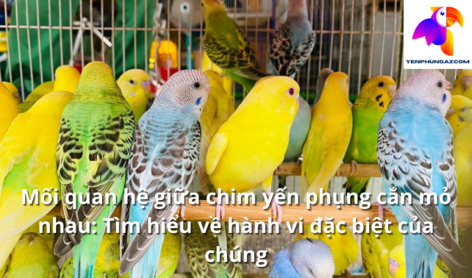 Mối quan hệ giữa chim yến phụng cắn mỏ nhau: Tìm hiểu về hành vi đặc biệt của chúng