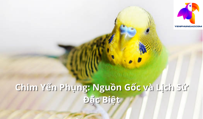 Chim Yến Phụng: Nguồn Gốc và Lịch Sử Đặc Biệt