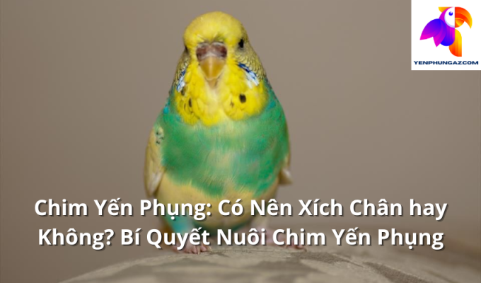 Chim Yến Phụng: Có Nên Xích Chân hay Không? Bí Quyết Nuôi Chim Yến Phụng