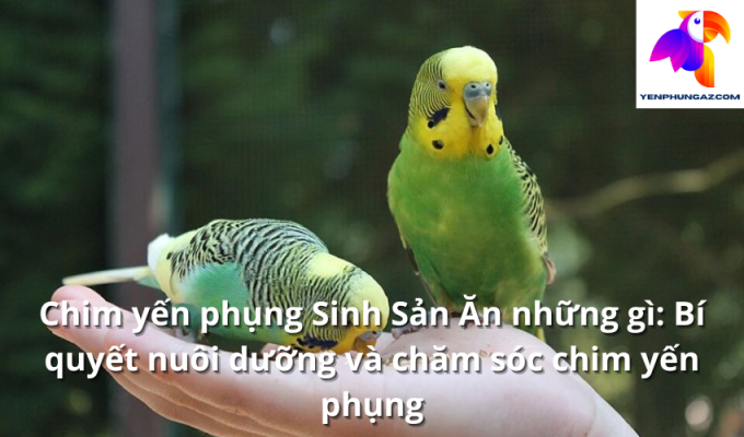 Chim yến phụng Sinh Sản Ăn những gì: Bí quyết nuôi dưỡng và chăm sóc chim yến phụng