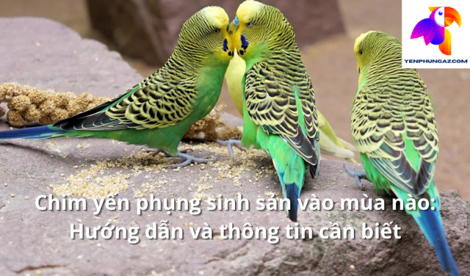 Chim yến phụng sinh sản vào mùa nào: Hướng dẫn và thông tin cần biết