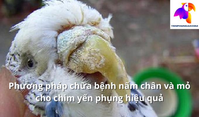 Phương pháp chữa bệnh nấm chân và mỏ cho chim yến phụng hiệu quả