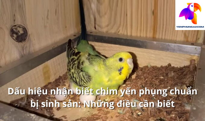 Dấu hiệu nhận biết chim yến phụng chuẩn bị sinh sản: Những điều cần biết