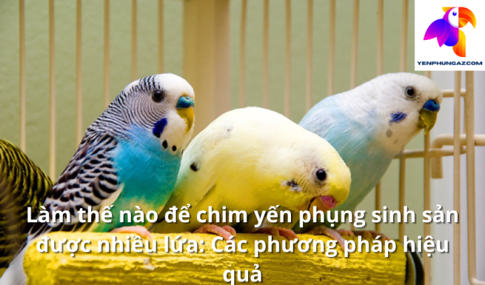 Làm thế nào để chim yến phụng sinh sản được nhiều lứa: Các phương pháp hiệu quả