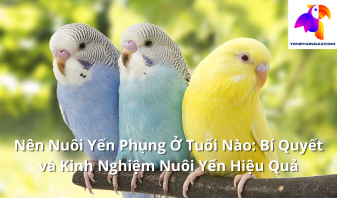 Nên Nuôi Yến Phụng Ở Tuổi Nào: Bí Quyết và Kinh Nghiệm Nuôi Yến Hiệu Quả