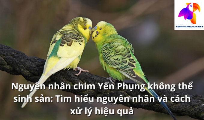 Nguyên nhân chim Yến Phụng không thể sinh sản: Tìm hiểu nguyên nhân và cách xử lý hiệu quả