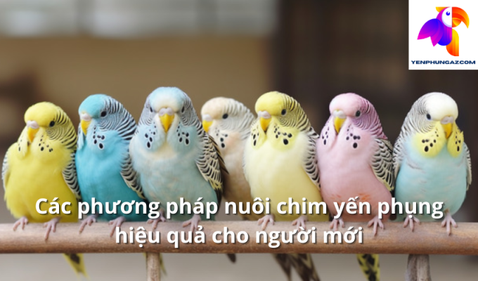 Các phương pháp nuôi chim yến phụng hiệu quả cho người mới