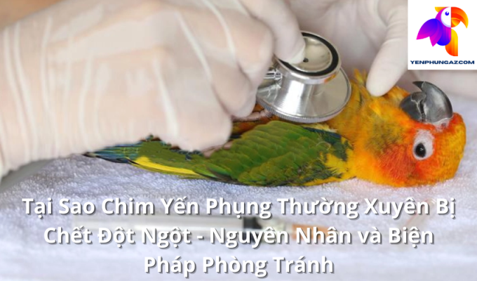 Tại Sao Chim Yến Phụng Thường Xuyên Bị Chết Đột Ngột - Nguyên Nhân và Biện Pháp Phòng Tránh