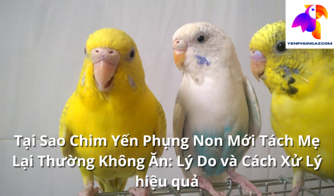 Tại Sao Chim Yến Phụng Non Mới Tách Mẹ Lại Thường Không Ăn: Lý Do và Cách Xử Lý hiệu quả