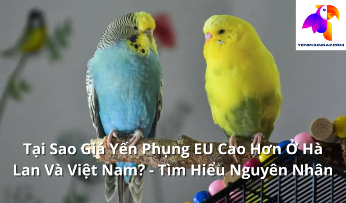 Tại Sao Giá Yến Phụng EU Cao Hơn Ở Hà Lan Và Việt Nam? - Tìm Hiểu Nguyên Nhân