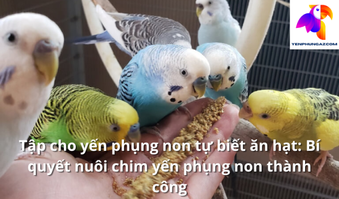 Tập cho yến phụng non tự biết ăn hạt: Bí quyết nuôi chim yến phụng non thành công