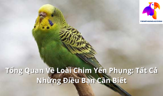 Tổng Quan Về Loài Chim Yến Phụng: Tất Cả Những Điều Bạn Cần Biết