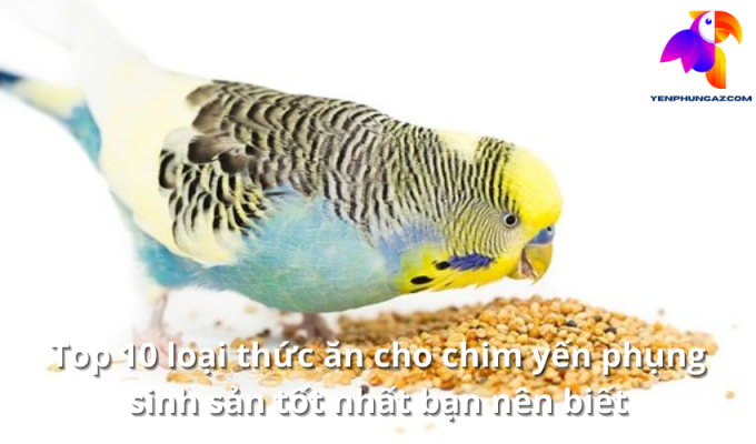 Top 10 loại thức ăn cho chim yến phụng sinh sản tốt nhất bạn nên biết