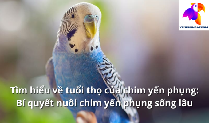 Tìm hiểu về tuổi thọ của chim yến phụng: Bí quyết nuôi chim yến phụng sống lâu