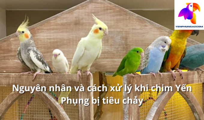 Nguyên nhân và cách xử lý khi chim Yến Phụng bị tiêu chảy