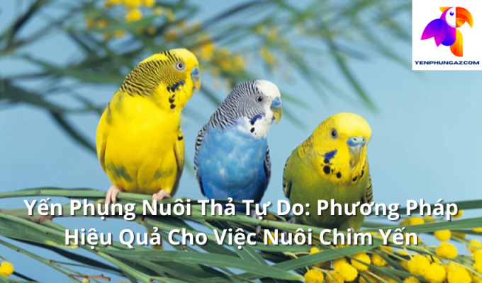 Yến Phụng Nuôi Thả Tự Do: Phương Pháp Hiệu Quả Cho Việc Nuôi Chim Yến